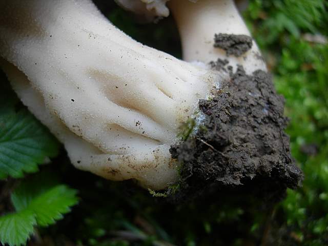 Le prime specie primaverili